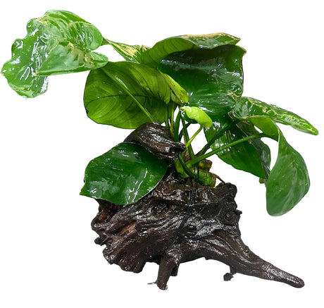 Anubias b.var.barteri 'Broad leaf' on driftwood