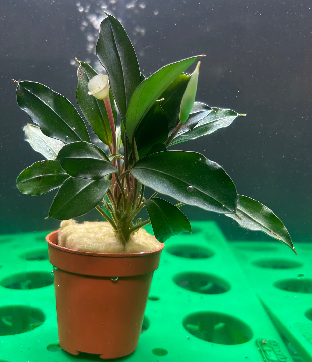 Bucephalandra Theia 