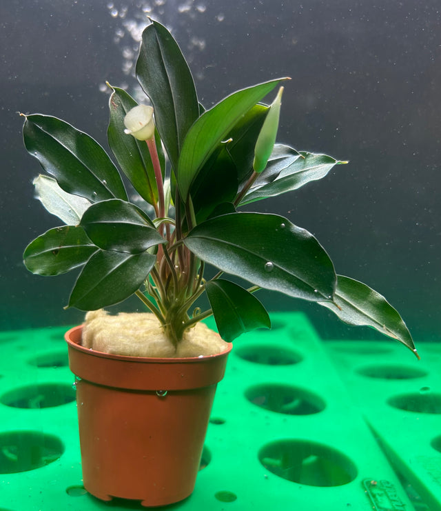 Bucephalandra Theia 
