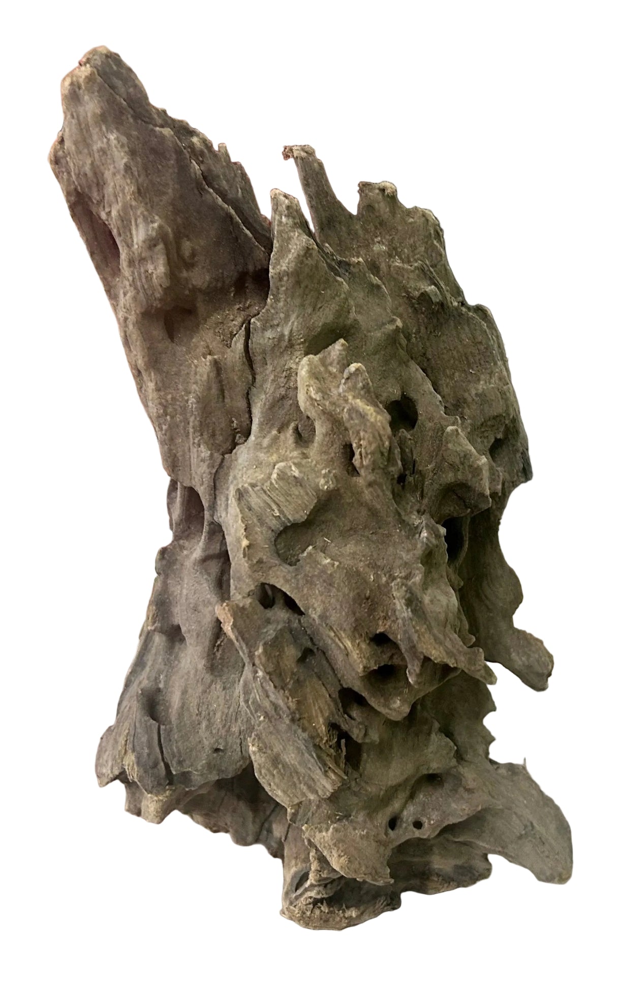 Texture / Shrimp Driftwood