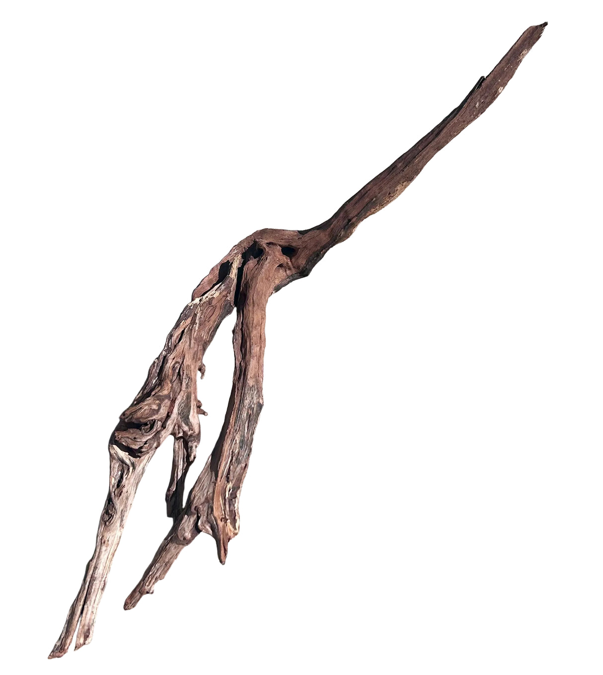 Malaysian Sinking Driftwood