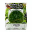 Ulricularia graminifolia Tissue Culture - C31555 | Tissue Cultures | Largest Tropical Fish Selection at Your Local Fish Store