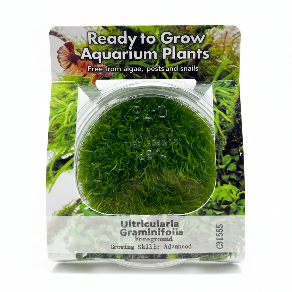 Ulricularia graminifolia Tissue Culture - C31555 | Tissue Cultures | Largest Tropical Fish Selection at Your Local Fish Store