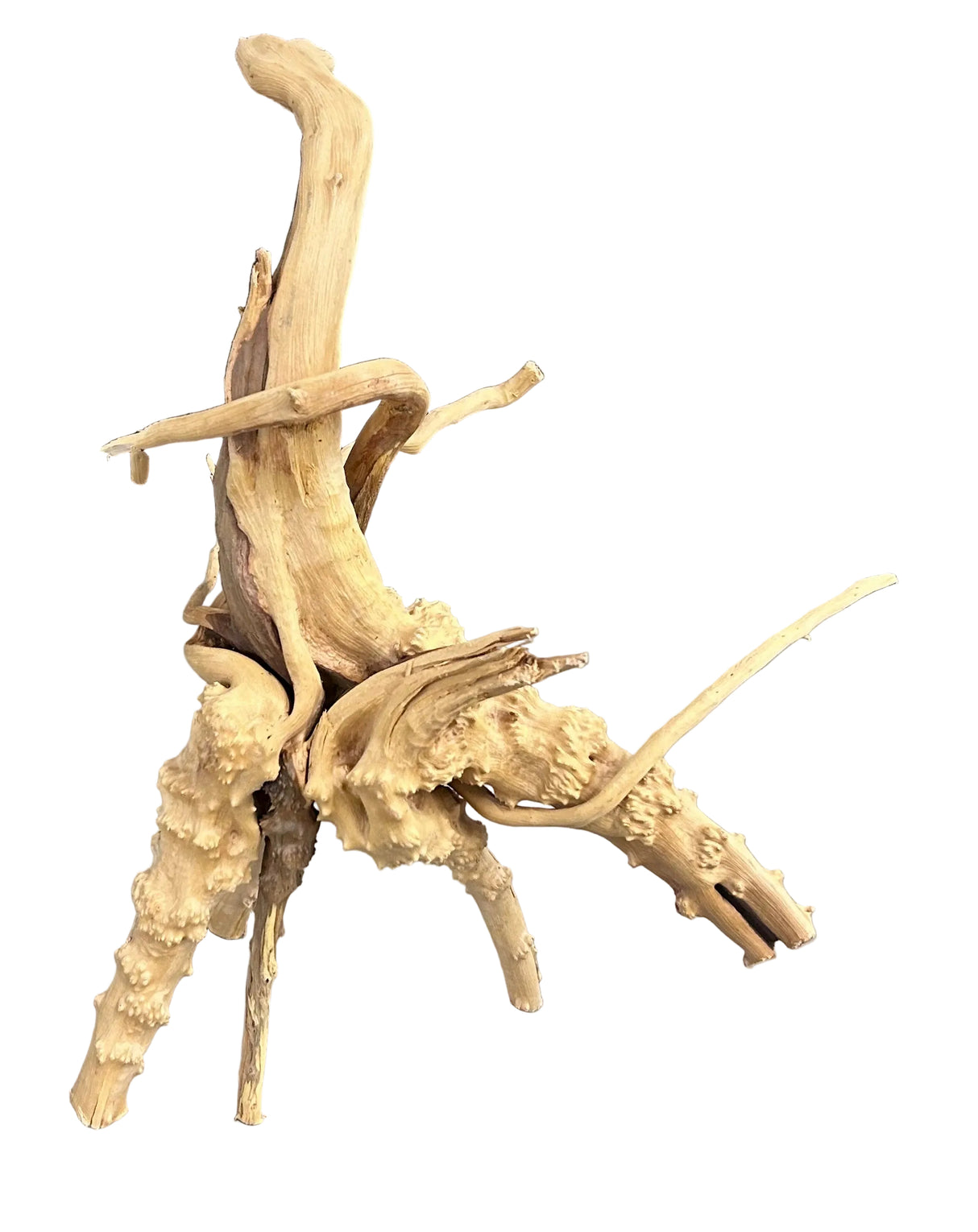  Piece of Spiderwood