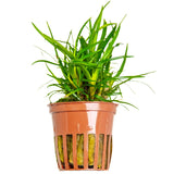 Eriocaulon 'Vietnam' potted 091A