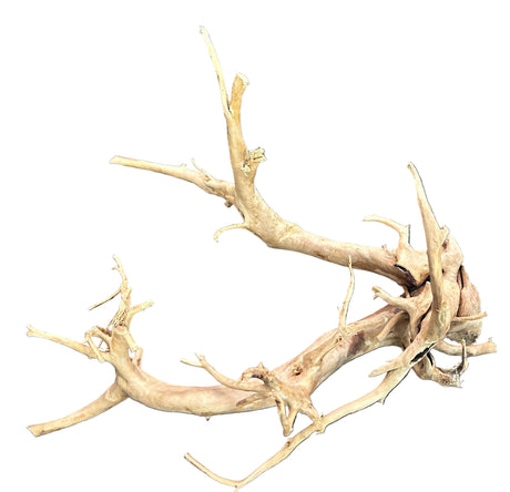  Large Piece of Spiderwood