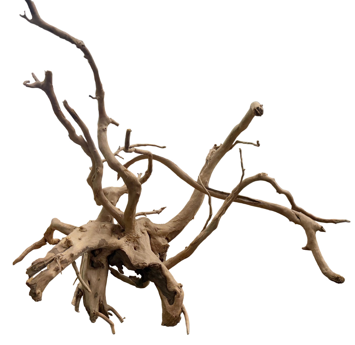 XX Large Piece of Spiderwood