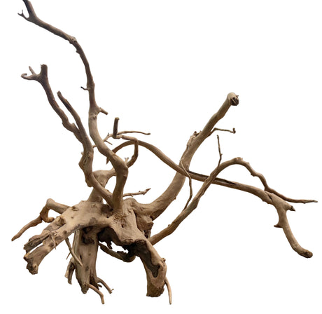 XX Large Piece of Spiderwood