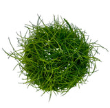 Eleocharis acicularis 'Mini' Tissue Culture 