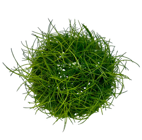 Eleocharis acicularis 'Mini' Tissue Culture 