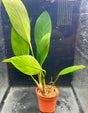 Anubias congensis Potted - WP019 | Potted Plants | Largest Tropical Fish Selection at Your Local Fish Store