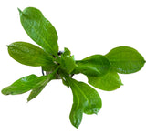 Echindorus Parviflorus "Tropica" 