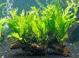Microsorum pteropus'Windelov'on 10cm wood 