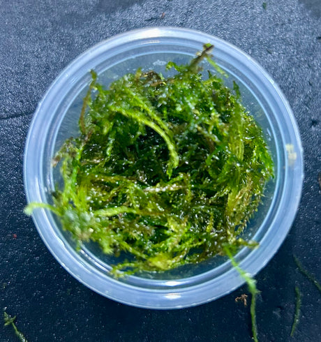Vesicularia ferriei'Weeping Moss' portion -  WP1165 | Potted Plants | Largest Tropical Fish Selection at Your Local Fish Store