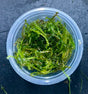 Vesicularia ferriei'Weeping Moss' portion -  WP1165 | Potted Plants | Largest Tropical Fish Selection at Your Local Fish Store