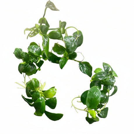 W.Y.S.I.W.Y.G. 4001 - Anubias barteri var. nana ‘Petite’  (5 pieces) | Potted Plants | Largest Tropical Fish Selection at Your Local Fish Store