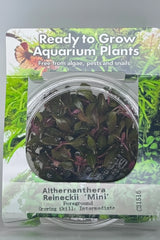 Althernanthera reineckii 'Mini' Tissue Culture 