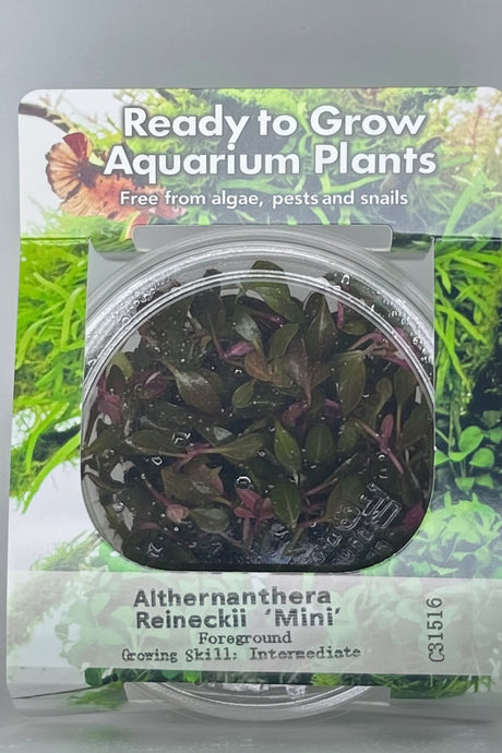 Althernanthera reineckii 'Mini' Tissue Culture 