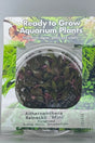 Althernanthera reineckii 'Mini' Tissue Culture 
