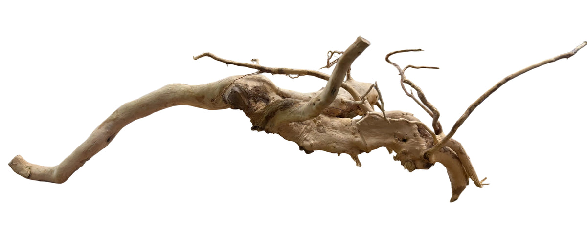  Piece of Spiderwood