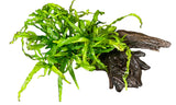  Java Fern Trident - Microsorum pteropus 'Trident' on driftwood