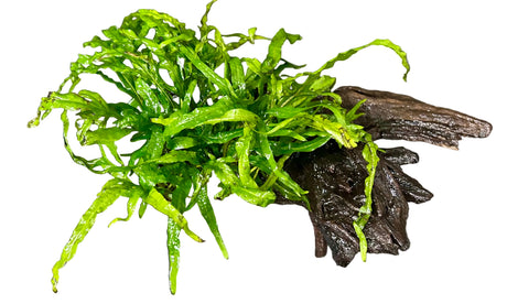  Java Fern Trident - Microsorum pteropus 'Trident' on driftwood