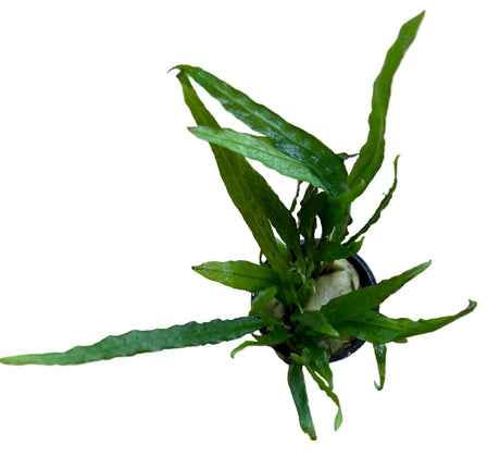Microsorum pteropus Narrow Leaf - Potted 