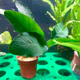 Anubias barteri var. barteri	Potted - WP018 | Potted Plants | Largest Tropical Fish Selection at Your Local Fish Store