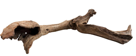Malaysian Mangrove Sinking Driftwood