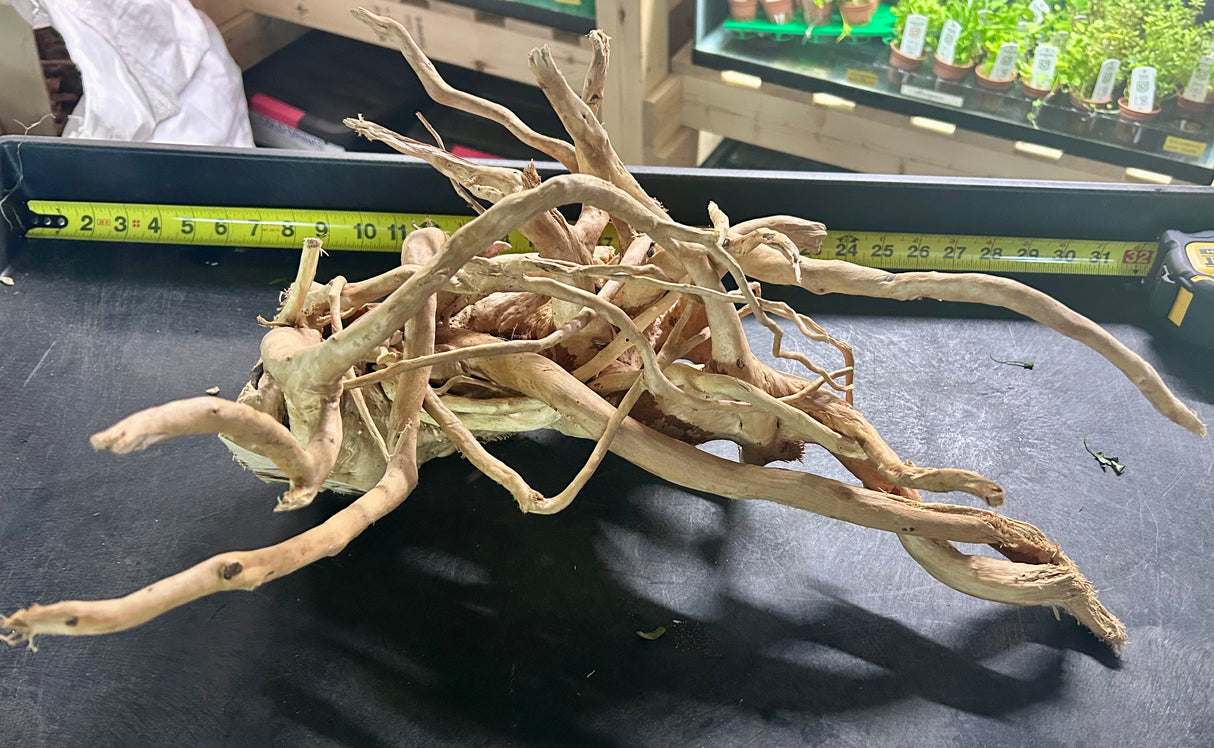 W.Y.S.I.W.Y.G.- 608 -  Large Piece of Spiderwood