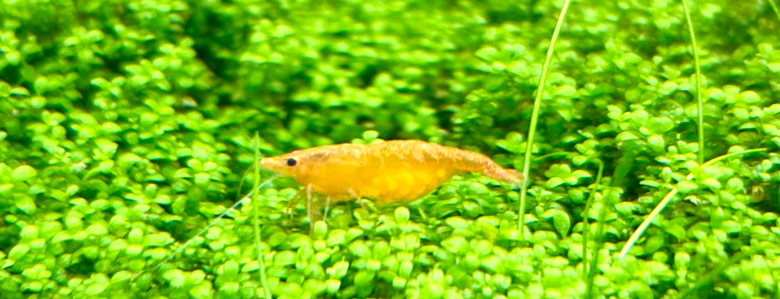 Buy Orange Sunkist Shrimp (Neocaridina davidi) Locally Bred-Shrimp