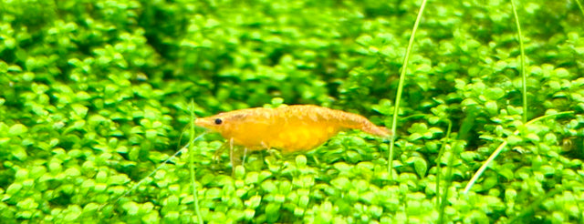 Orange Sunkist Shrimp (Neocaridina davidi) Locally Bred-Shrimp Index | Snails Shrimp Crayfish Crabs | Largest Tropical Fish Selection at Your Local Fish Store