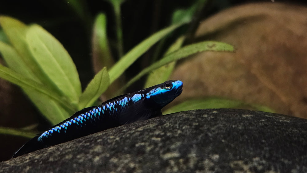 Blue Stream Goby Blue Neon Goby (Stiphodon atropurpureus) – Your Local Fish Store
