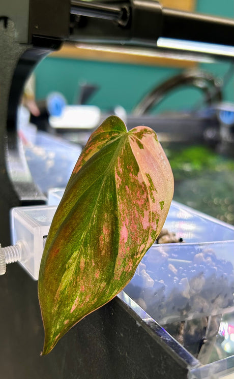 W.Y.S.I.W.Y.G. 101 Philodendron Micans Pink (in aquarium hanging pot) | Potted Plants | Largest Tropical Fish Selection at Your Local Fish Store