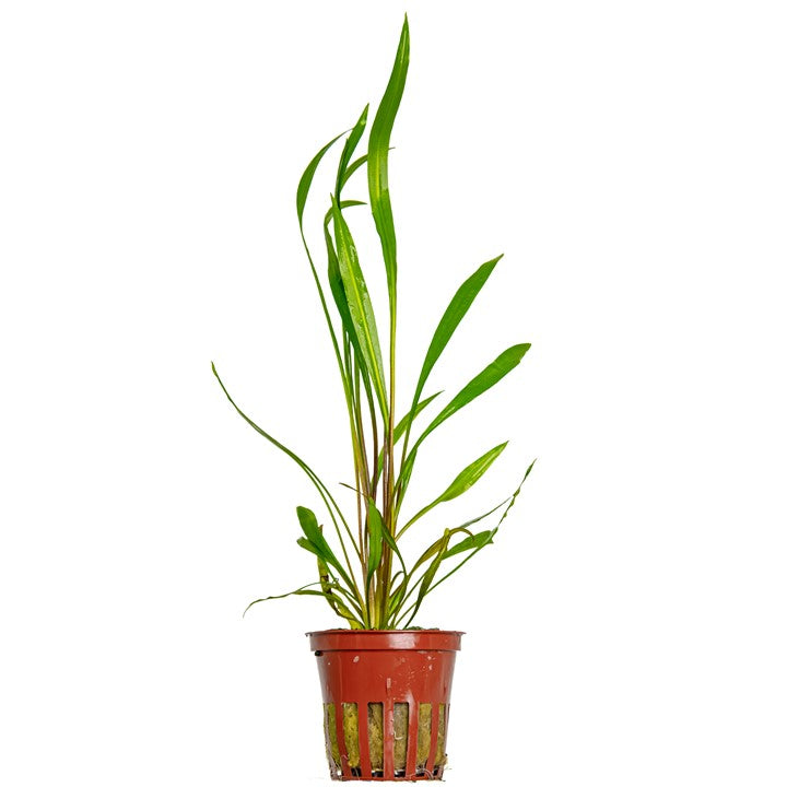 Cryptocoryne spiralis 'Red 105 Potted Potted Plants Cryptocoryne spiralis 'Red 105 Potted