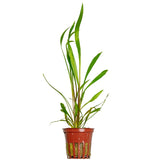 Cryptocoryne spiralis 'Red 105 Potted Potted Plants Cryptocoryne spiralis 'Red 105 Potted