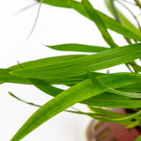 Cryptocoryne spiralis 'Red 105 Potted Potted Plants Cryptocoryne spiralis 'Red 105 Potted