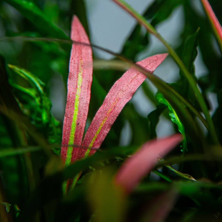 Buy Cryptocoryne spiralis 'Red 105 Potted Online - Your Local Fish