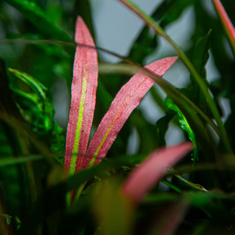 Cryptocoryne spiralis 'Red 105 Potted Potted Plants Cryptocoryne spiralis 'Red 105 Potted