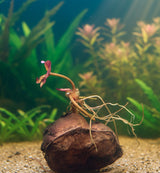 Red Tiger Lotus (Nymphaea rubra) - Bulb