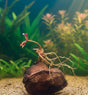 Red Tiger Lotus (Nymphaea rubra) - Bulb