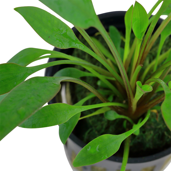 Cryptocoryne x willisii potted 107 PCS Potted Plants Cryptocoryne x willisii potted 107 PCS