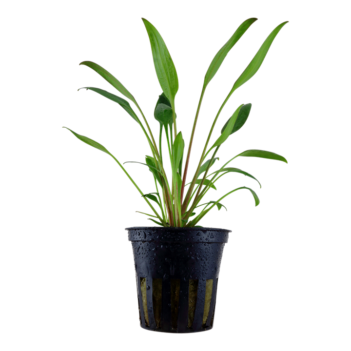 Cryptocoryne x willisii potted 107 PCS Potted Plants Cryptocoryne x willisii potted 107 PCS