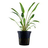 Cryptocoryne x willisii potted 107 PCS Potted Plants Cryptocoryne x willisii potted 107 PCS