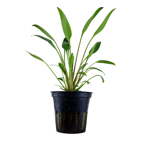 Cryptocoryne x willisii potted 107 PCS Potted Plants Cryptocoryne x willisii potted 107 PCS