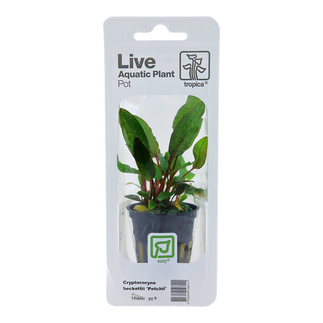 Cryptocoryne beckettii 'Petchii' 108A PCS | Potted Plants | Largest Tropical Fish Selection at Your Local Fish Store