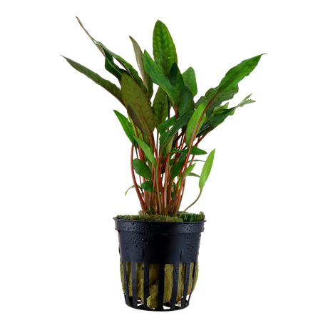 Cryptocoryne beckettii 'Petchii' 108A PCS | Potted Plants | Largest Tropical Fish Selection at Your Local Fish Store