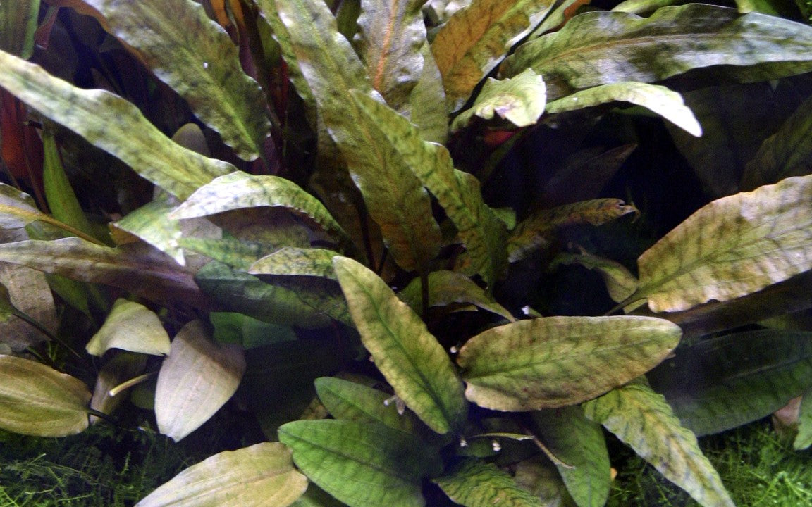 棘.PLANTS Buy Cryptocoryne wendtii 'Tropica' 109E XL Mother Plant