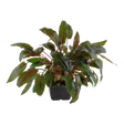 Cryptocoryne wendtii 'Tropica' 109E XL Mother Plant | Potted Plants | Largest Tropical Fish Selection at Your Local Fish Store