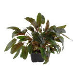 Cryptocoryne wendtii 'Tropica' 109E XL Mother Plant | Potted Plants | Largest Tropical Fish Selection at Your Local Fish Store